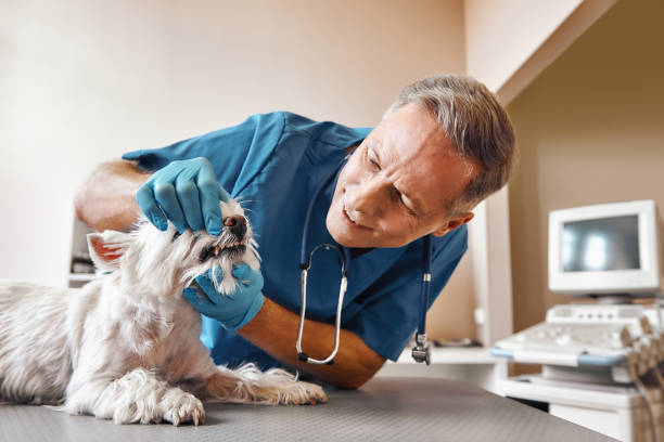 Best Emergency Dental Care for Abscessed Tooth in Navarre Beach, FL